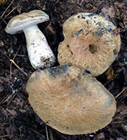 Gyroporus cyanescens.